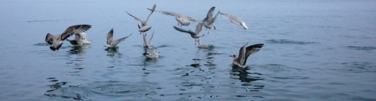 header-seagulls.jpg